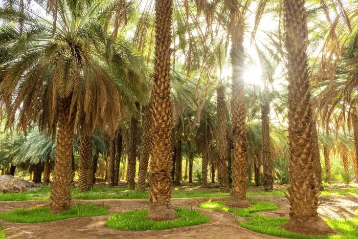 Framed Print : Date palms in the Oasis of Al-Ula, Medina Province, Saudi Arabia