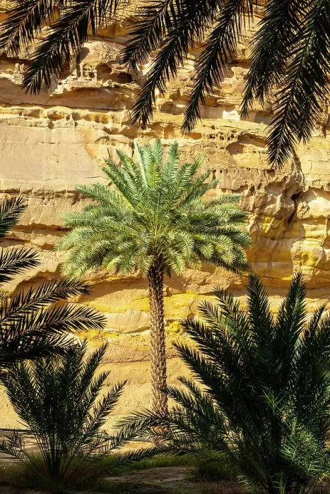 Framed Print : Date palms in the Oasis of Al-Ula, Medina Province, Saudi Arabia Framed Print : Date palms in the Oasis of Al-Ula, Medina Province, Saudi Arabia