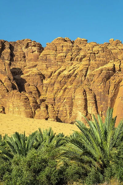 Date palms in the Oasis of Al-Ula, Medina Province, Saudi Arabia