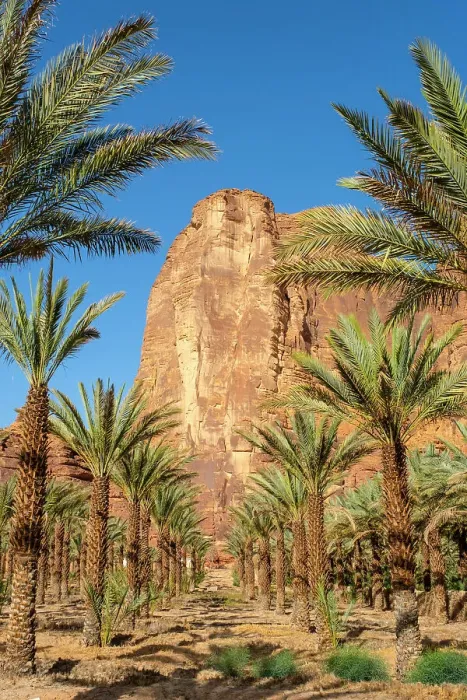 Framed Print : Date palms in the Oasis of Al-Ula, Medina Province, Saudi Arabia Framed Print : Date palms in the Oasis of Al-Ula, Medina Province, Saudi Arabia