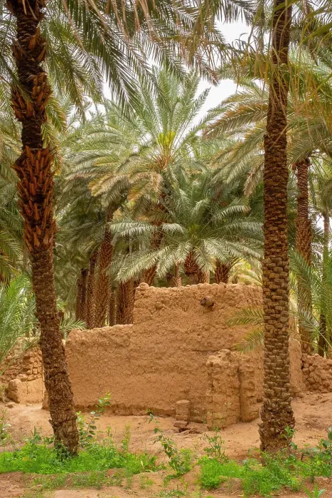 Framed Print : Date palms in the Oasis of Al-Ula, Medina Province, Saudi Arabia Framed Print : Date palms in the Oasis of Al-Ula, Medina Province, Saudi Arabia
