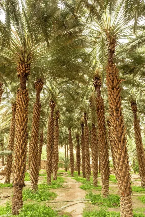 Framed Print : Date palms in the Oasis of Al-Ula, Medina Province, Saudi Arabia