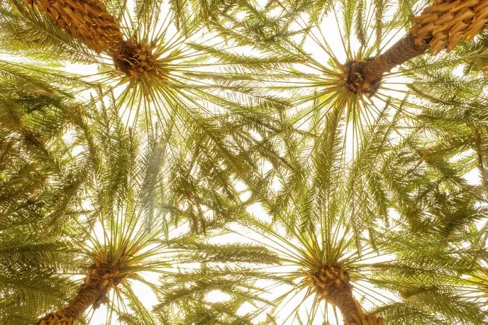 Framed Print : Date palms in the Oasis of Al-Ula, Medina Province, Saudi Arabia Framed Print : Date palms in the Oasis of Al-Ula, Medina Province, Saudi Arabia