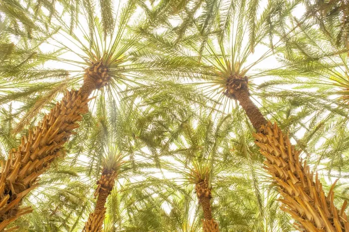Framed Print : Date palms in the Oasis of Al-Ula, Medina Province, Saudi Arabia Framed Print : Date palms in the Oasis of Al-Ula, Medina Province, Saudi Arabia