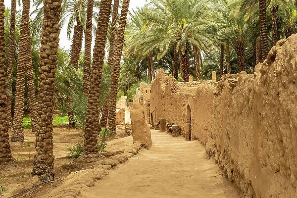 Date palms in the Oasis of Al-Ula, Medina Province, Saudi Arabia