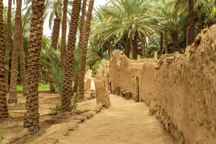 Framed Print : Date palms in the Oasis of Al-Ula, Medina Province, Saudi Arabia Framed Print : Date palms in the Oasis of Al-Ula, Medina Province, Saudi Arabia