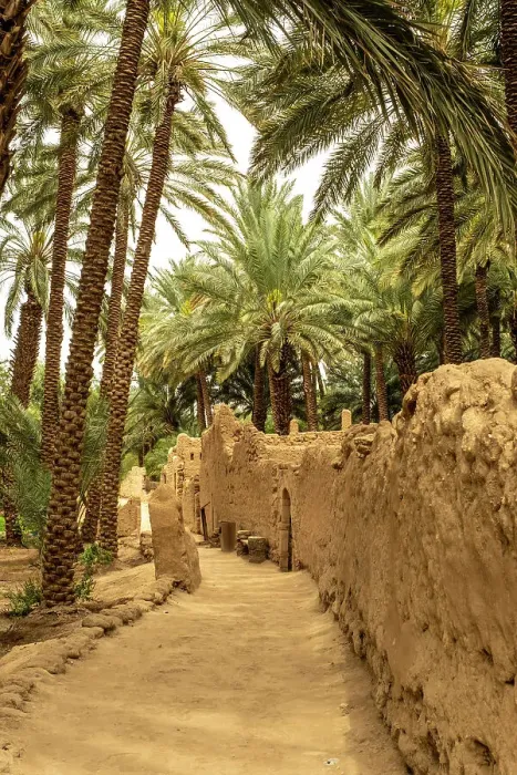 Framed Print : Date palms in the Oasis of Al-Ula, Medina Province, Saudi Arabia Framed Print : Date palms in the Oasis of Al-Ula, Medina Province, Saudi Arabia