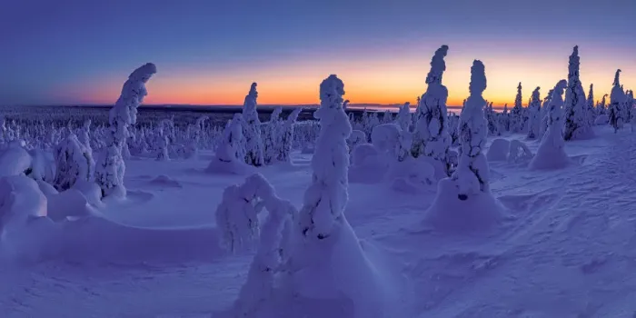 Framed Print : Dawn Light on Snow-covered Pine Trees, Riisitunturi National Park, Posio, Lapland Framed Print : Dawn Light on Snow-covered Pine Trees, Riisitunturi National Park, Posio, Lapland