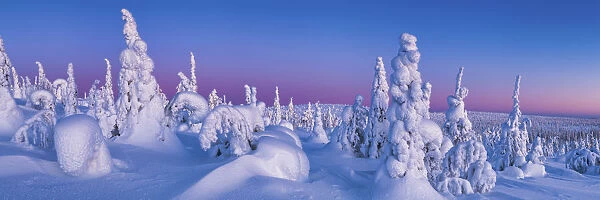 Dawn Light on Snow-covered Pine Trees, Riisitunturi National Park, Posio, Lapland