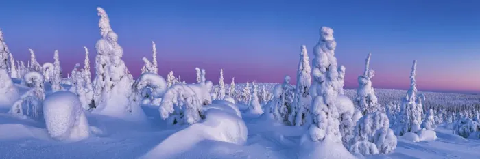 Framed Print : Dawn Light on Snow-covered Pine Trees, Riisitunturi National Park, Posio, Lapland Framed Print : Dawn Light on Snow-covered Pine Trees, Riisitunturi National Park, Posio, Lapland