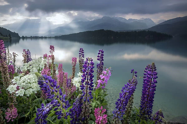 Dawn lights the Lupins in bloom surrounding the calm water of Lake Sils Maloja canton
