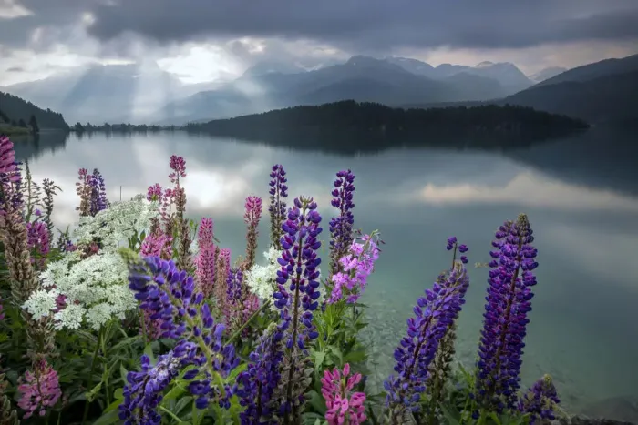 Framed Print : Dawn lights the Lupins in bloom surrounding the calm water of Lake Sils Maloja canton Framed Print : Dawn lights the Lupins in bloom surrounding the calm water of Lake Sils Maloja canton