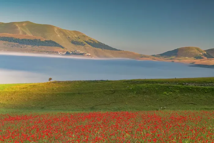 Framed Print : Dawn Mist over Wildflowers on Piano Grande, Sibillini Mountains National Park, Umbria, Italy Framed Print : Dawn Mist over Wildflowers on Piano Grande, Sibillini Mountains National Park, Umbria, Italy