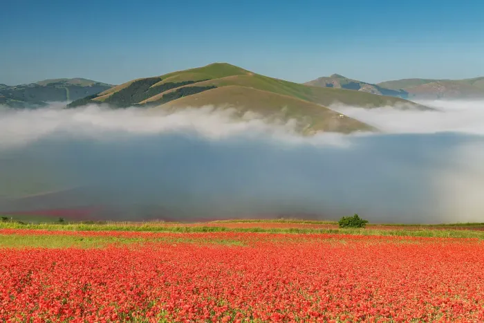 Framed Print : Dawn Mist over Wildflowers on Piano Grande, Sibillini Mountains National Park, Umbria, Italy