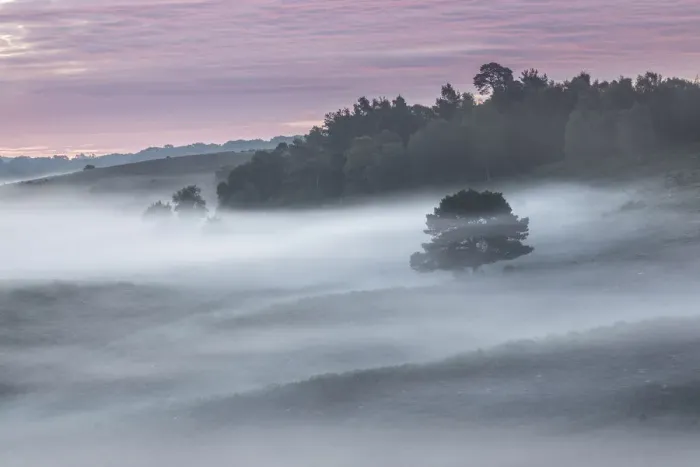 Framed Print : Dawn in the New Forest National Park at Rockford Common, Hampshire, England, UK Framed Print : Dawn in the New Forest National Park at Rockford Common, Hampshire, England, UK