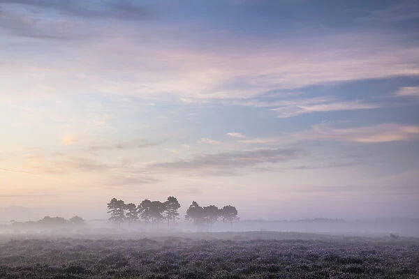Dawn over Ocknell Plain, New Forest National Park, Hampshire, England, UK