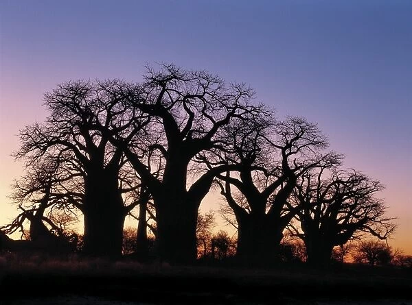 A dawn sky silhouettes a spectacular grove of ancient baobab trees
