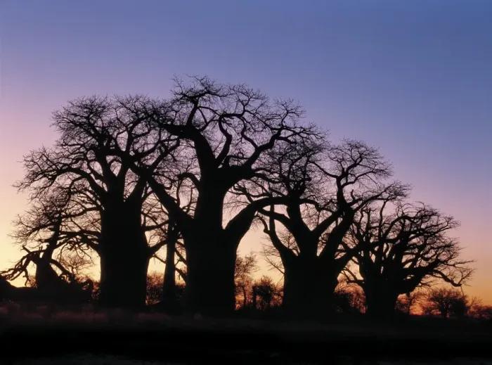 Framed Print : A dawn sky silhouettes a spectacular grove of ancient baobab trees Framed Print : A dawn sky silhouettes a spectacular grove of ancient baobab trees
