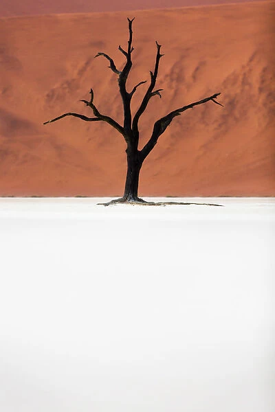 A dead acacia tree the Deadvlei valley, Namib desert, Namibia