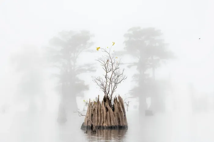 Framed Print : Dead Bald Cypress in Atchafalaya Basin in Autumn, Louisiana Framed Print : Dead Bald Cypress in Atchafalaya Basin in Autumn, Louisiana