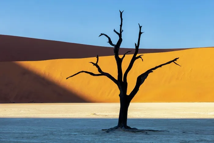 Framed Print : Dead camel thorn tree on a dried-up white mud pan and towering sand dunes, Dead Vlei, Namib-Naukluft National Park, Namib Desert, Namibia Framed Print : Dead camel thorn tree on a dried-up white mud pan and towering sand dunes, Dead Vlei, Namib-Naukluft National Park, Namib Desert, Namibia