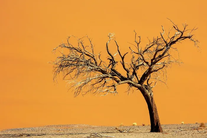 Framed Print : Dead camel thorn tree and orange sand dune, Sossusvlei, Namib-Naukluft National Park, Namib Desert, Namibia