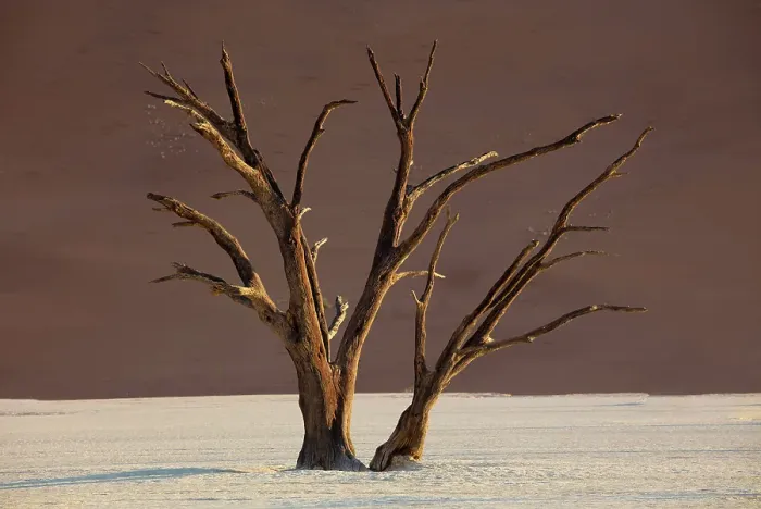 Framed Print : Dead camel thorn trees on a dried-up white mud pan & sand dunes, Dead Vlei, Namib-Naukluft National Park, Namib Desert, Namibia Framed Print : Dead camel thorn trees on a dried-up white mud pan & sand dunes, Dead Vlei, Namib-Naukluft National Park, Namib Desert, Namibia