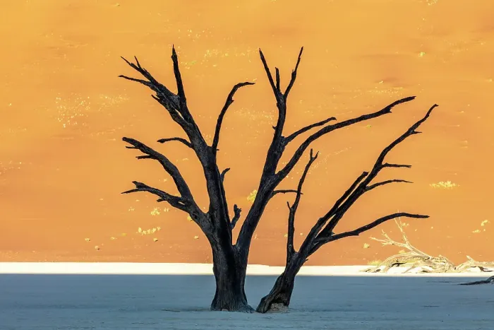 Framed Print : Dead camel thorn trees on a dried-up white mud pan & sand dunes, Dead Vlei, Namib-Naukluft National Park, Namib Desert, Namibia Framed Print : Dead camel thorn trees on a dried-up white mud pan & sand dunes, Dead Vlei, Namib-Naukluft National Park, Namib Desert, Namibia