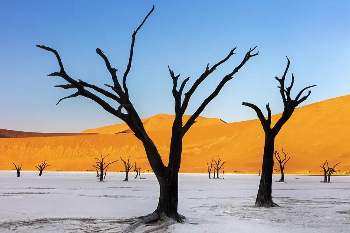 Framed Print : Dead camel thorn trees on a dried-up white mud pan & sand dunes, Dead Vlei, Namib-Naukluft National Park, Namib Desert, Namibia Framed Print : Dead camel thorn trees on a dried-up white mud pan & sand dunes, Dead Vlei, Namib-Naukluft National Park, Namib Desert, Namibia