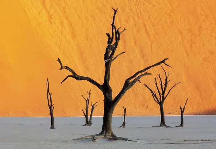 Framed Print : Dead camel thorn trees on a dried-up white mud pan & sand dunes, Dead Vlei, Namib-Naukluft National Park, Namib Desert, Namibia Framed Print : Dead camel thorn trees on a dried-up white mud pan & sand dunes, Dead Vlei, Namib-Naukluft National Park, Namib Desert, Namibia