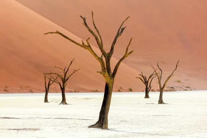 Framed Print : Dead camel thorn trees on a dried-up white mud pan & sand dunes, Dead Vlei, Namib-Naukluft National Park, Namibia Framed Print : Dead camel thorn trees on a dried-up white mud pan & sand dunes, Dead Vlei, Namib-Naukluft National Park, Namibia