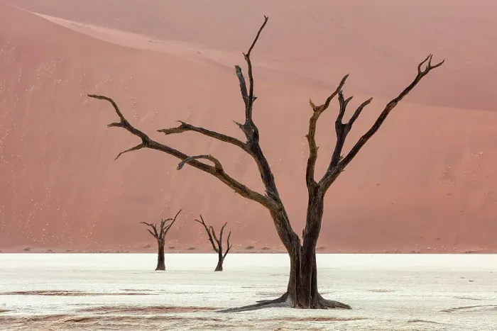 Framed Print : Dead camel thorn trees on a dried-up white mud pan & sand dunes, Dead Vlei, Namid-Naukluft National Park, Namibia Framed Print : Dead camel thorn trees on a dried-up white mud pan & sand dunes, Dead Vlei, Namid-Naukluft National Park, Namibia