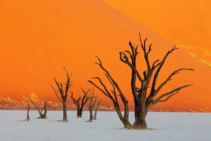 Framed Print : Dead camel thorn trees on a dried-up white mud pan & sand dunes, Dead Vlei, Namib-Naukluft National Park, Namib Desert, Namibia Framed Print : Dead camel thorn trees on a dried-up white mud pan & sand dunes, Dead Vlei, Namib-Naukluft National Park, Namib Desert, Namibia