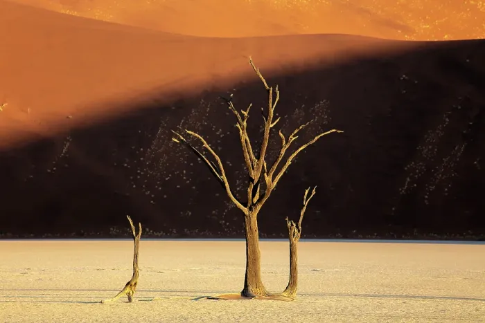 Framed Print : Dead camel thorn trees on a dried-up white mud pan & sand dunes, Dead Vlei, Namib-Naukluft National Park, Namib Desert, Namibia Framed Print : Dead camel thorn trees on a dried-up white mud pan & sand dunes, Dead Vlei, Namib-Naukluft National Park, Namib Desert, Namibia