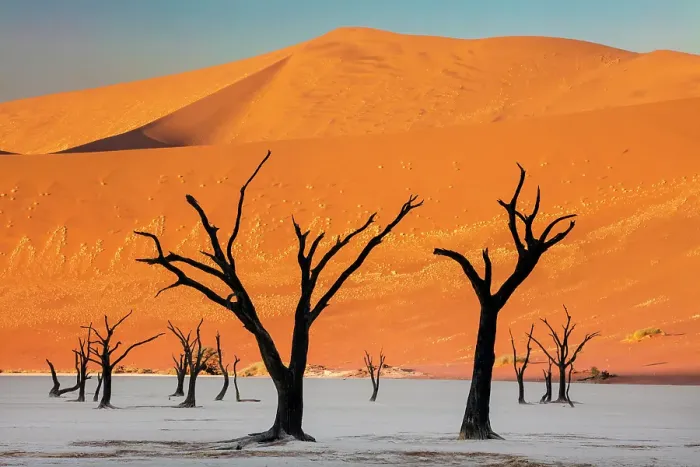 Framed Print : Dead camel thorn trees on a dried-up white mud pan & sand dunes, Dead Vlei, Namib-Naukluft National Park, Namib Desert, Namibia Framed Print : Dead camel thorn trees on a dried-up white mud pan & sand dunes, Dead Vlei, Namib-Naukluft National Park, Namib Desert, Namibia