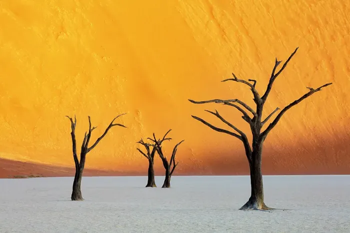 Framed Print : Dead camel thorn trees on a dried-up white mud pan & sand dunes, Dead Vlei, Namib-Naukluft National Park, Namib Desert, Namibia Framed Print : Dead camel thorn trees on a dried-up white mud pan & sand dunes, Dead Vlei, Namib-Naukluft National Park, Namib Desert, Namibia