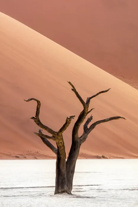Framed Print : Dead camel thorn trees on a dried-up white mud pan & sand dunes, Dead Vlei, Namib-Naukluft National Park, Namibia