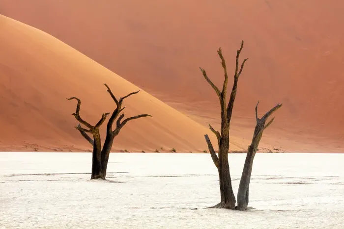 Framed Print : Dead camel thorn trees on a dried-up white mud pan & sand dunes, Dead Vlei, Namib-Naukluft National Park, Namibia Framed Print : Dead camel thorn trees on a dried-up white mud pan & sand dunes, Dead Vlei, Namib-Naukluft National Park, Namibia