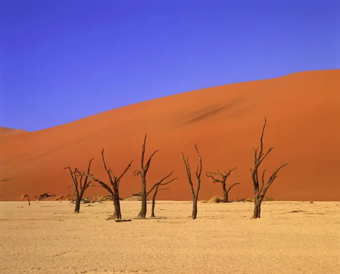 Framed Print : Dead Camel Thorn Trees & Sand Dune, Deadvlei, Namibia, Africa Framed Print : Dead Camel Thorn Trees & Sand Dune, Deadvlei, Namibia, Africa