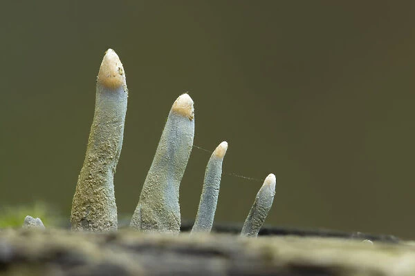 Dead Molls Fingers (Xylaria longipes) on Sycamore, Bridport, Dorset, UK