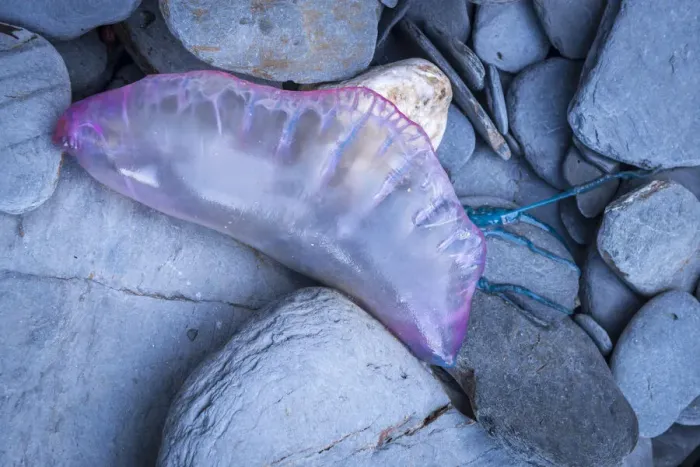 Framed Print : Dead Portuguese Man of War (Physalia physalis) siphonophore washed up on the rocky shore Framed Print : Dead Portuguese Man of War (Physalia physalis) siphonophore washed up on the rocky shore