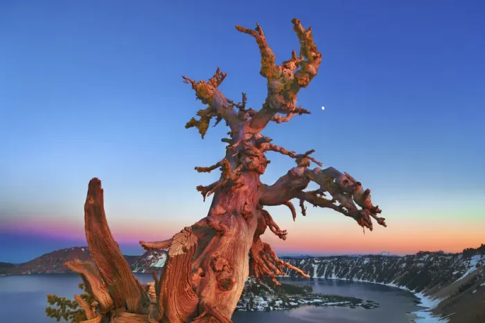 Framed Print : Dead tree at Crater Lake with moon - USA, Oregon, Klamath, Crater Lake Framed Print : Dead tree at Crater Lake with moon - USA, Oregon, Klamath, Crater Lake