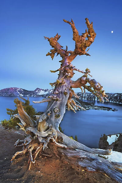 Dead tree at Crater Lake with moon - USA, Oregon, Klamath, Crater Lake