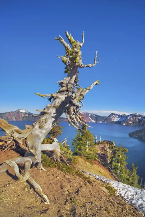 Framed Print : Dead tree at Crater Lake - USA, Oregon, Klamath, Crater Lake Framed Print : Dead tree at Crater Lake - USA, Oregon, Klamath, Crater Lake