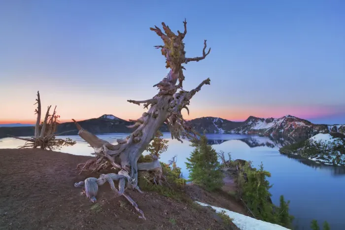 Framed Print : Dead tree at Crater Lake - USA, Oregon, Klamath, Crater Lake Framed Print : Dead tree at Crater Lake - USA, Oregon, Klamath, Crater Lake