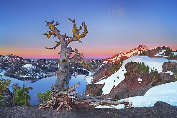 Dead tree at Crater Lake - USA, Oregon, Klamath, Crater Lake
