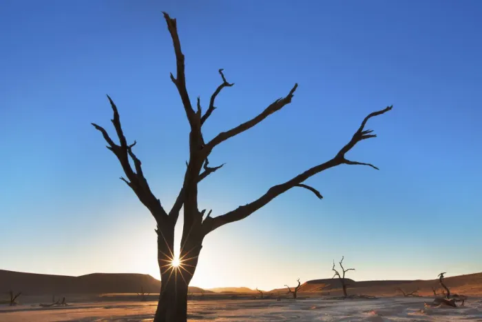 Framed Print : Dead tree in Dead Vlei - Namibia, Hardap, Namib, Dead Vlei - Namib Naukluft National Park Framed Print : Dead tree in Dead Vlei - Namibia, Hardap, Namib, Dead Vlei - Namib Naukluft National Park