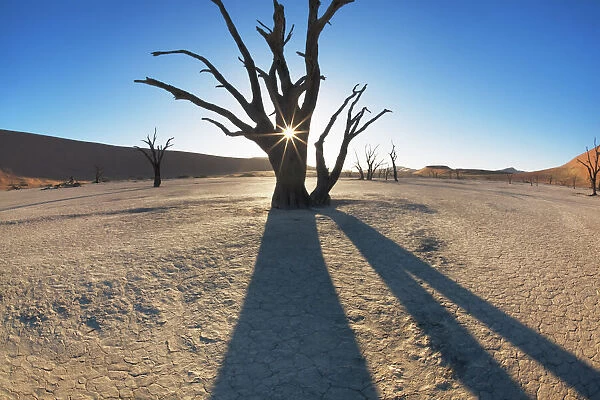 Dead tree in Dead Vlei - Namibia, Hardap, Namib, Dead Vlei - Namib Naukluft National Park