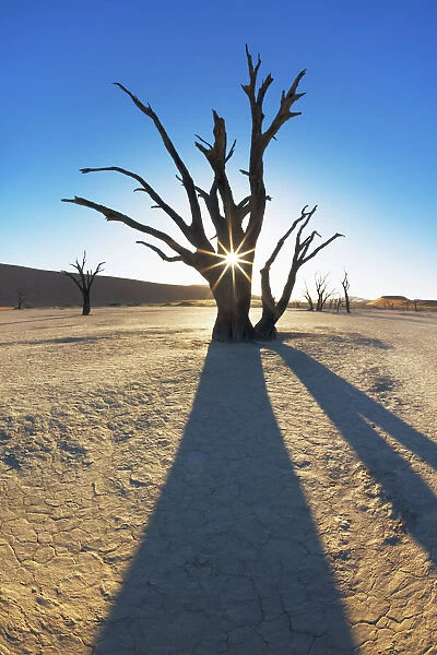 Dead tree in Dead Vlei - Namibia, Hardap, Namib, Dead Vlei - Namib Naukluft National Park