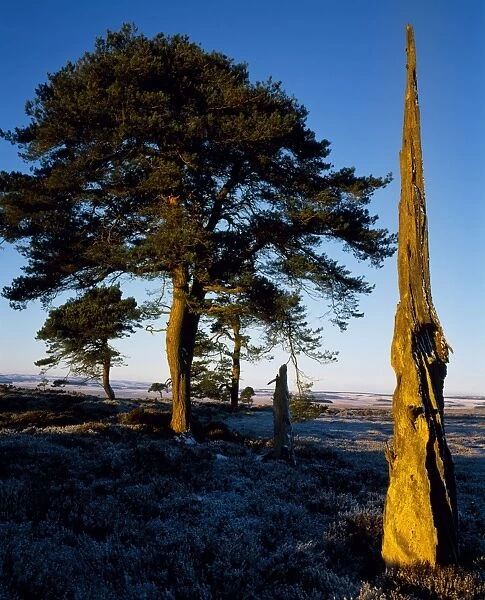 Dead tree on Greenlaw Moor